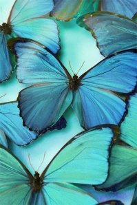 Couleur Blu Butterfly